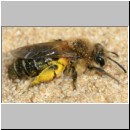Andrena barbilabris - Sandbiene 14 Weibchen 10mm Sandgrube Niedringhaussee.jpg